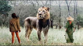 🚨 Watch this Tourist DARE TO TOUCH a Lion ! | Incredible Safari Sightings !!