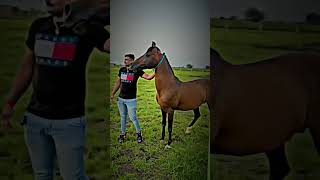 original kathiyawadi horse status #horselover #reelsinstagram #ashwpremi #kathiyawadi #horse