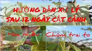 Sau 12 ngày cắt cành cây nho cần làm gì để chùm trái to- #vuonnho #vuonnhothienminh #vuonnholongan