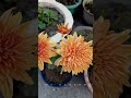 chrysanthemum guldavari mygarden chrysanthemum orange nature home love