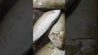 SIGANUS RIVULATUS FISH #seafoods#viral#trending#sigatusrivulatus#youtubeshorts#asmr#shortsvideo