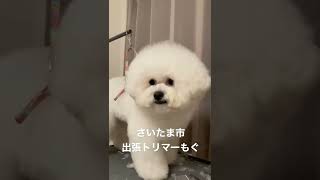 ビションフリーゼちゃんのカット#出張トリミング #トリミング #犬のいる暮らし