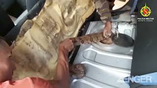 Brazilian Cop Pulls Huge Boa Constrictor From Innards Of Farmers Car