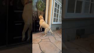 Dog’s Love Affair With Neighbor Is Too Sweet #love #cute #dogshorts