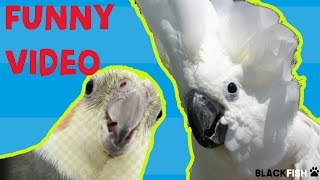 Try Not To Laugh Challenge -  BEST FUNNY PARROTS COMPILATION