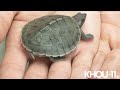 houston zoo has first hatching of painted terrapins turtles