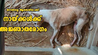 ജനങ്ങളെ ആശങ്കയിലാക്കി നായ്ക്കൾക്ക് അജ്ഞാതരോഗം