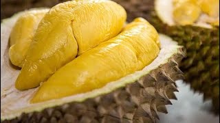 0822.2083.0527 (Tsel) Jual Bibit Durian Bawor Di Jogja