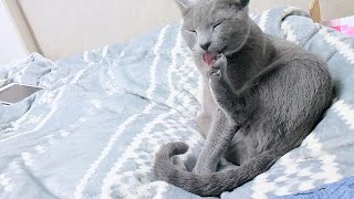 【猫動画】爪の伸びが気になるロシアンブルー【russianblue】Russian blue that is worrisome about nail growth