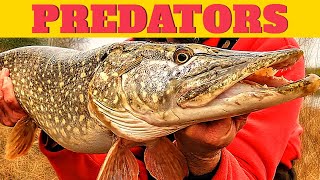 River  fishing for specimen Pike : River monsters