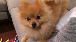 ポメラニアン ソファでのんびり Pomeranian calm at sofa