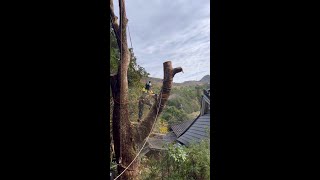 民家に越境した楠木を断幹リギング　#shorts #rigging #treeremoval #treework