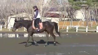 12月12日:梅谷(雪鐘)　軽速歩 その２