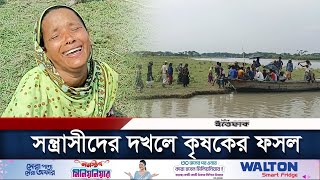 চাঁদার টাকা না পেয়ে কৃষকের ফসল কেটে নিয়ে যাচ্ছে সন্ত্রাসীরা | Lakshmipur | Daily Ittefaq