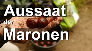 Aussaat der Maronen - Esskastanie vermehren aber wie? Teil 2 Castanea sativa