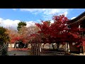 向往 京都。嵐山。二尊院。紅葉見頃 2018 nisonin arashiyama kyoto japan