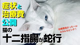 【野良ネコから家ネコへ】十二指腸が蛇行😭 嘔吐を繰り返し病院へ🐈 画像と治療費を公開