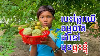 បេះផ្លែឈើធម្មជាតិដាំនៅមុខផ្ទះខ្ញុំ | natural fruits at my home