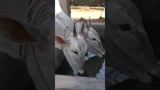 BEAUTIFUL HALLIKAR CALFS #karnatakaagriculture #indiancattle #indianagriculture #hallikar #cattle