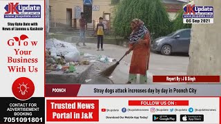 Stray dogs attack increases day by day in Poonch City