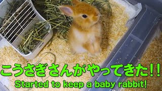 #1 【初投稿】こうさぎのぽてちゃんがやってきた！ネザーランドドワーフ(I've got a little bunny rabbit named Pote!)