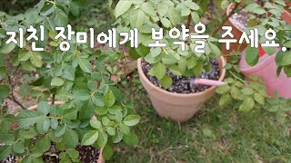 여름에 지친 장미 관리/ 장미 화분 분갈이/ Rose garden/ gardening