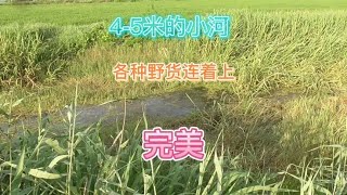 重草区永远是传统钓的绝佳环境，4-5米宽的小河爆护了