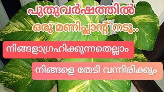 പുതുവർഷത്തിൽ ഒരു മണിപ്ലാന്റ് നാട്ടുനോക്കു സമ്പത്ത് വന്നുചേരും / വസ്തു / vasthu