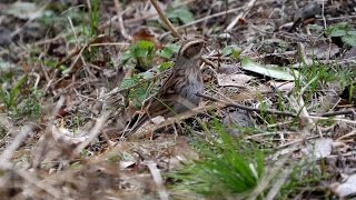 権現山バードサンクチュアリのミヤマホオジロ（雌）その９（4K動画）