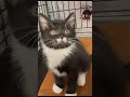 里親募集中 子猫 可愛い猫