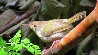 Food Hunt - Common Tailorbird Finds Insects To Eat