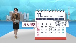 오락가락 정부 대책 AI 피해 키웠다  / YTN 사이언스