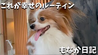 これがもなかの幸せのルーティン♪ #パピヨン #papillon