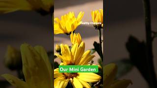 ଆମ ଛୋଟ ବଗିଚା #minigarden #garden #ytshorts #viralvideo