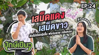 ยักษ์เขียว EP.24 : เสม็ดแดง เสม็ดขาว ต้นไม้เรียกผีเสื้อ ฟอร์มสวย กลิ่นหอม