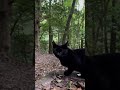 【伏見稲荷】みんなに挨拶していく黒猫ダイサン　black cat greeting everyone