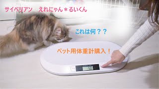 【猫・サイベリアン多頭飼い】ペット用体重計を購入！のってくれるかな？