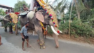 മനുസ്വാമിമഠം വിനായകൻ ചീരക്കാവ് പൂരത്തിൽ #venjamaram #pooram #elephant