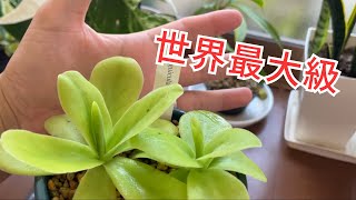 ［世界最大級！］これがギガンティアだ！　ムシトリスミレ　食虫植物