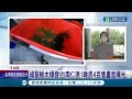 三立獨家 大自然的生命力...台南仁德綠鬣蜥大爆發 1晚抓4百隻畫面曝光 基隆驚見