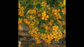 Very Unique Mini Marigold Flowers