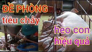 Manh Vu Farm|CÁCH PHÒNG TIÊU CHẢY CHO HEO CON(lợn con)tập ăn và sau cai sữa hiệu quả