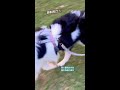 聽到自己名字 敏銳度很高的邊牧布丁😎 飛奔而來🐶👍 bordercollie dog shorts cutedog puppy 邊境牧羊犬 runner park happy