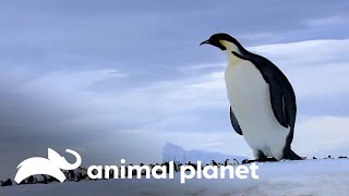 Donde hay seres humanos hay ratas | Los Secretos del Mundo Animal | Animal Planet Latinoamérica