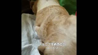 老犬ダックスムシャ君   ヘルニア手術からリハビリ#ミニチュアダックス#ヘルニア#リハビリ