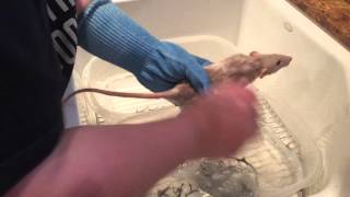 How to give a rat a bath