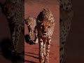 This CHEETAH Wants You To Leave! #shorts #cheetah #cats