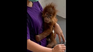 Meet Baby Orangutan Brenda