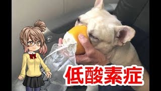 飛行機内で愛犬が苦しみ出した！それに気づき全力で助けた乗務員たちに絶賛の声続々！