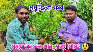 ম্যাজিক ফল যা খাবেন সবই মিষ্টি || magic frout এ ফল খাওয়ার পর যতই টক বা তিতা খান মিষ্টি লাগবে